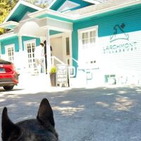 Larchmont Village Vet ico
