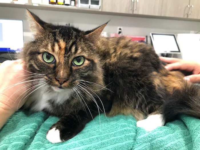 Larchmont Village Vet 12
