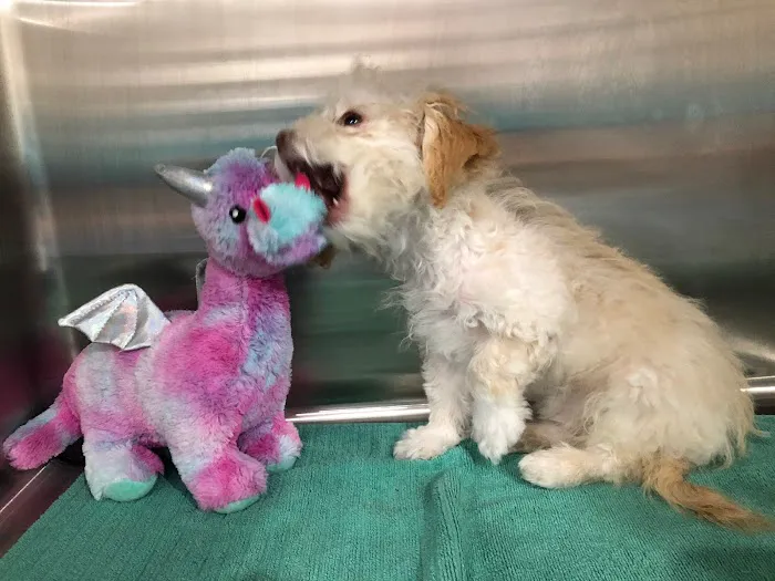 Larchmont Village Vet 12