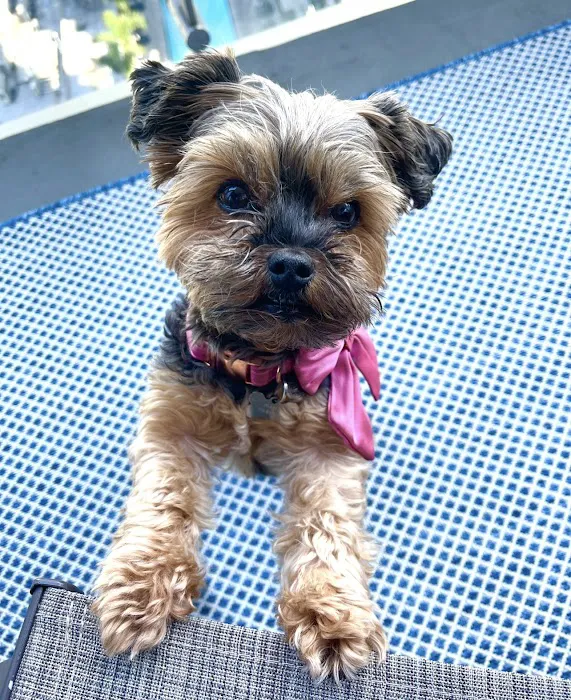 Los Feliz Small Animal Hospital 12