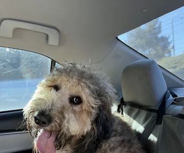 Los Feliz Small Animal Hospital