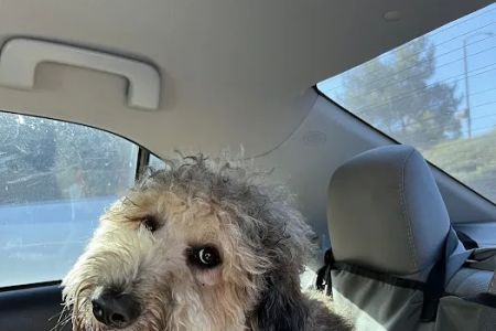 Los Feliz Small Animal Hospital