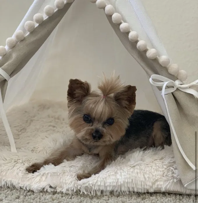 Shane Veterinary Medical Center 4