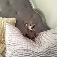 Shane Veterinary Medical Center ico