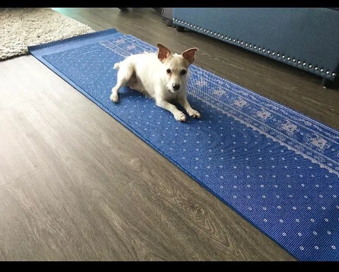Shane Veterinary Medical Center 7