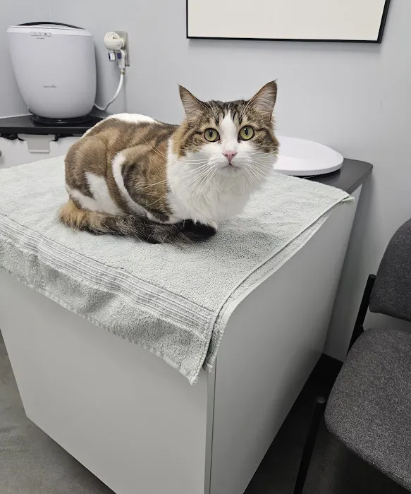 The Cat Hospital 3