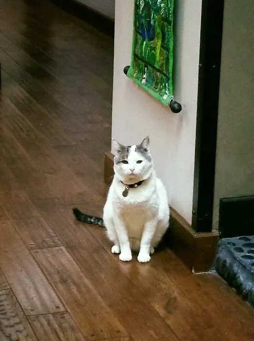 The Cat Hospital 10