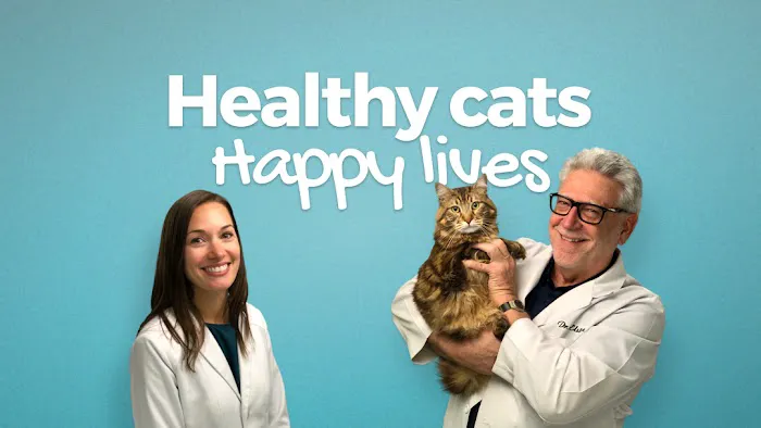 The Cat Hospital 6