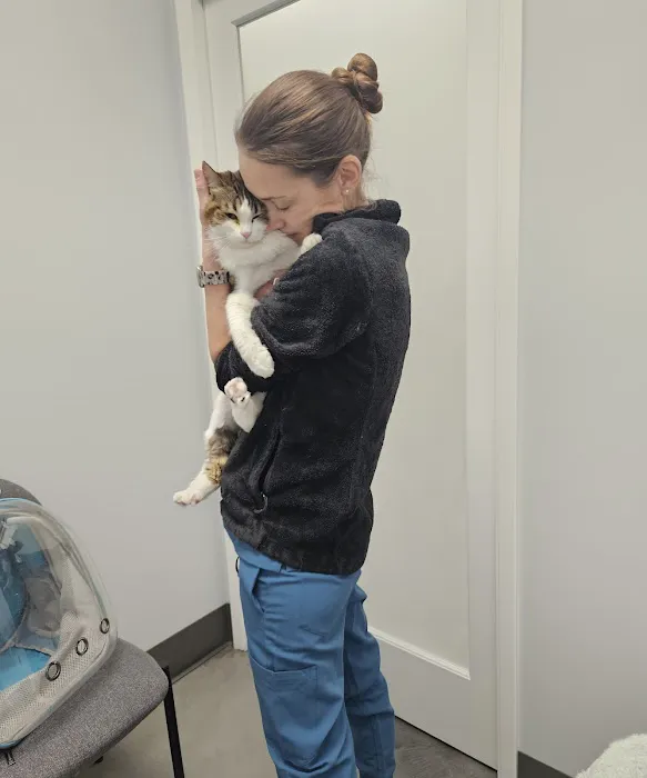 The Cat Hospital 2