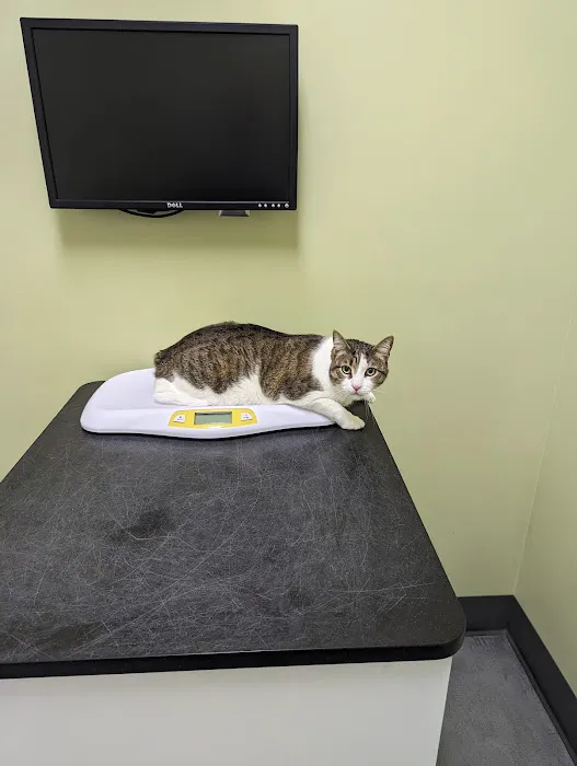 The Cat Hospital 1