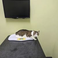The Cat Hospital ico