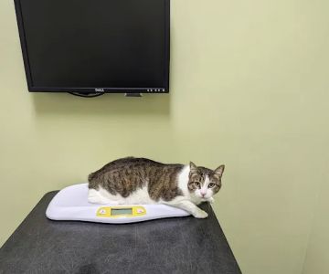 The Cat Hospital