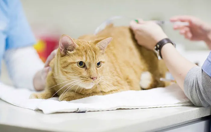 The Cat Hospital 8