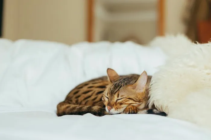 The Cat Hospital 9