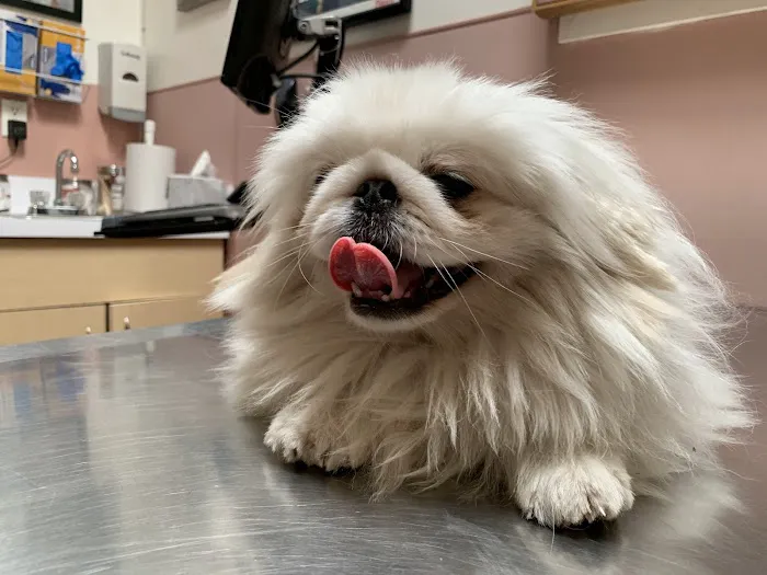 Culver Palms Animal Hospital 4