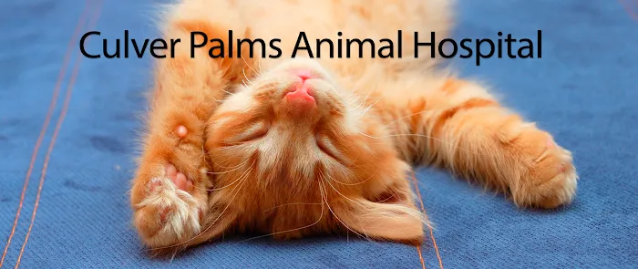 Culver Palms Animal Hospital 10