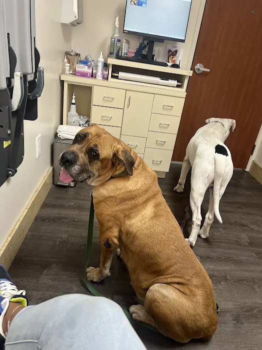 Culver Palms Animal Hospital 5