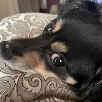 Culver Palms Animal Hospital ico