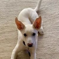 Let's MoVET Mobile Veterinary Care ico