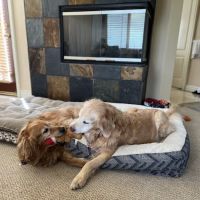 Eye Care for Animals - Culver City ico