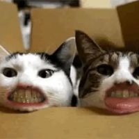 Dog and Cat Dentist, Inc. ico