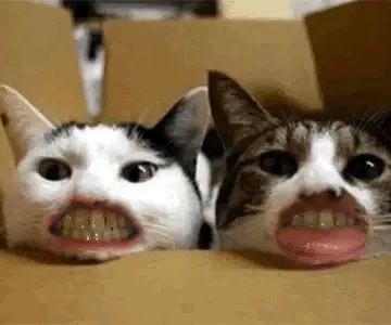 Dog and Cat Dentist, Inc.