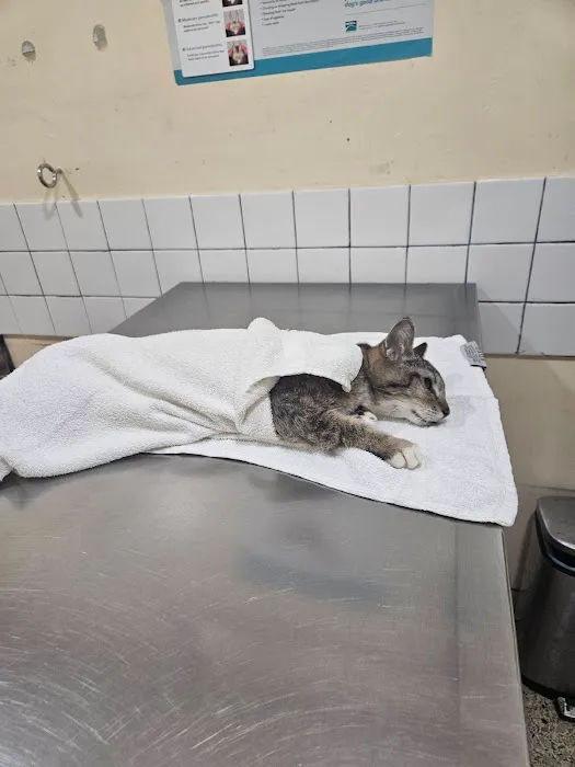 City of Angels Veterinary Specialty Center 2
