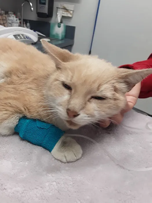 City of Angels Veterinary Specialty Center 1