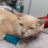 City of Angels Veterinary Specialty Center ico