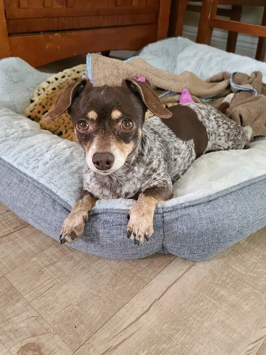 ACCESS Specialty Animal Hospitals - Los Angeles 3