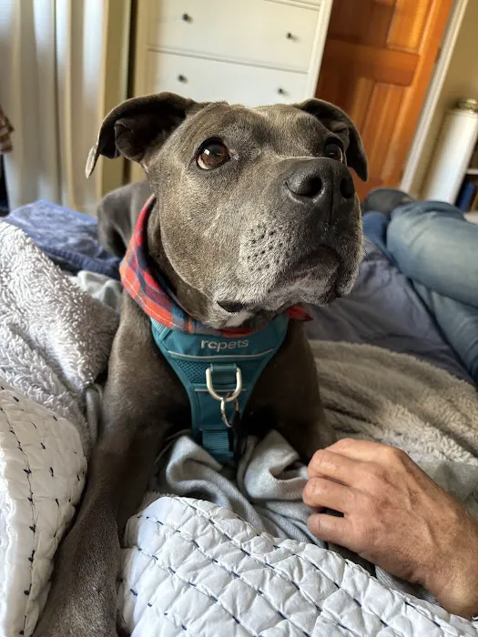 ACCESS Specialty Animal Hospitals - Los Angeles 1