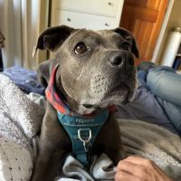 ACCESS Specialty Animal Hospitals - Los Angeles ico
