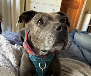 ACCESS Specialty Animal Hospitals - Los Angeles