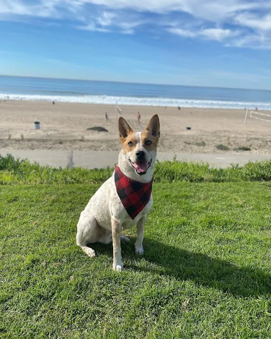 ACCESS Specialty Animal Hospitals - Los Angeles 9