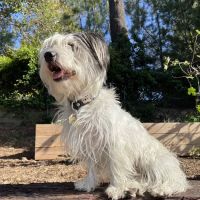 Center Sinai Animal Hospital ico