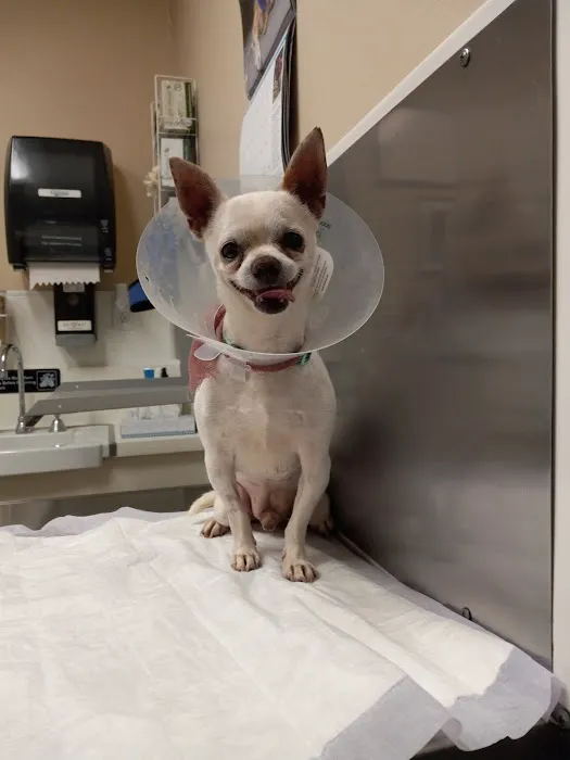Center Sinai Animal Hospital 3