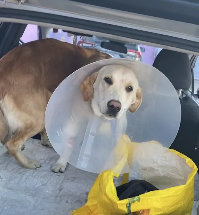 Center Sinai Animal Hospital 5