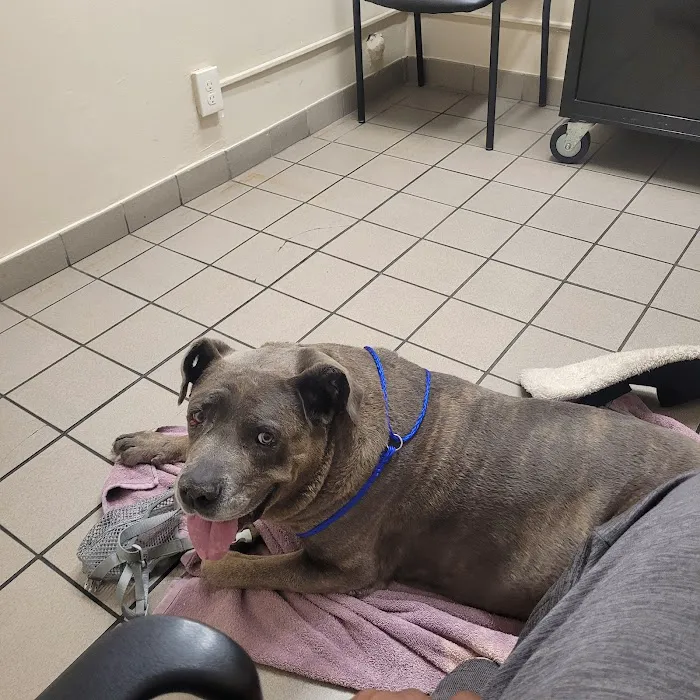 Center Sinai Animal Hospital 9