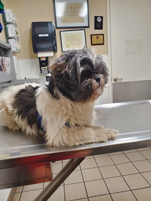 Center Sinai Animal Hospital 4