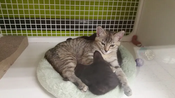 Vetco Vaccination Clinic 2