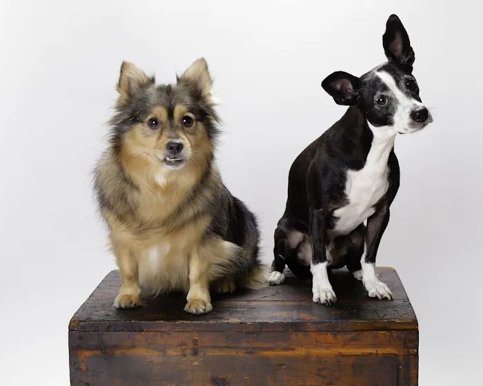 Park La Brea Veterinary Care 2