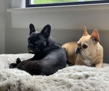 Park La Brea Veterinary Care