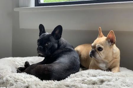 Park La Brea Veterinary Care