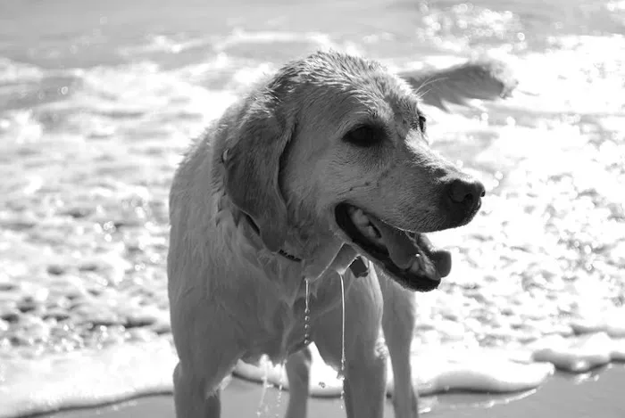 Gold Coast Mobile Veterinary Care 4