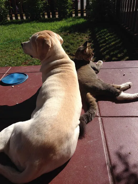 Gold Coast Mobile Veterinary Care 10