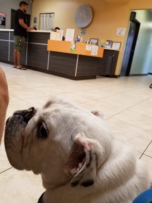 Azusa Animal Hospital 6
