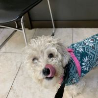 Azusa Animal Hospital ico
