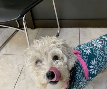 Azusa Animal Hospital