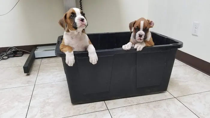 Azusa Animal Hospital 7