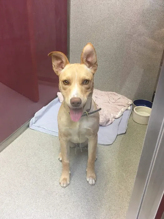 Covina Animal Hospital 1